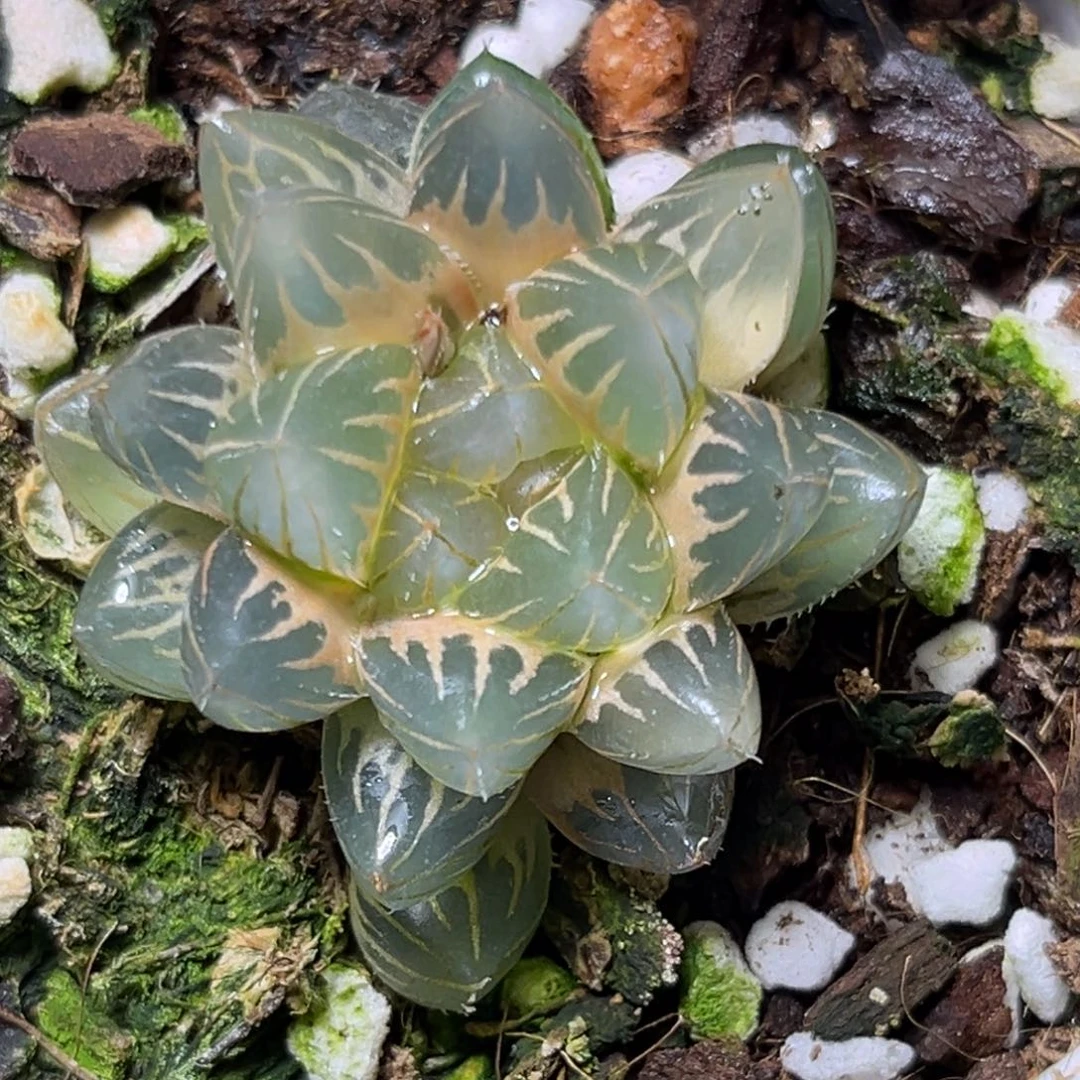 恭喜发财大吉大利923