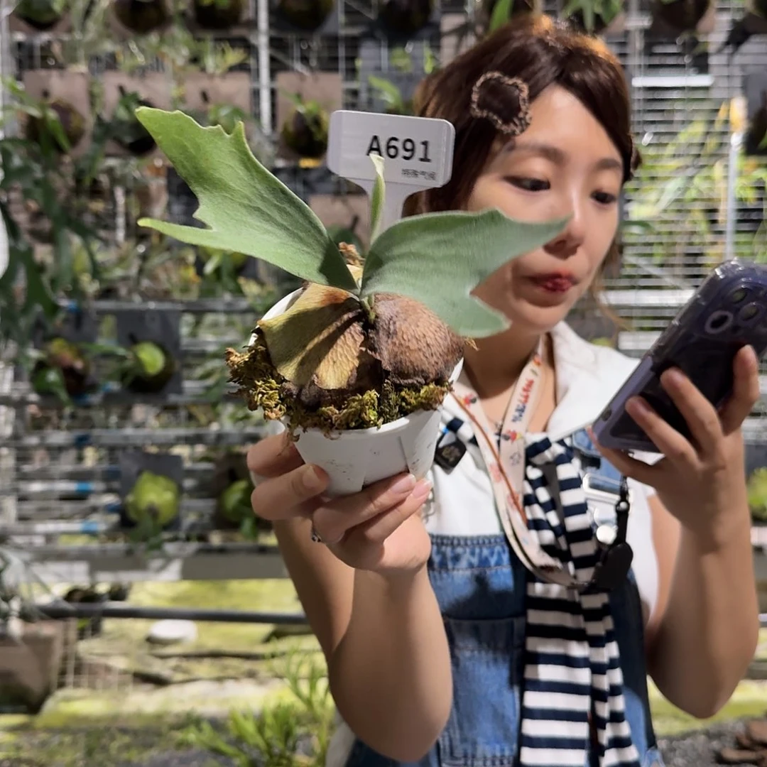 不开花植物A691-银华孢子苗（杯苗）