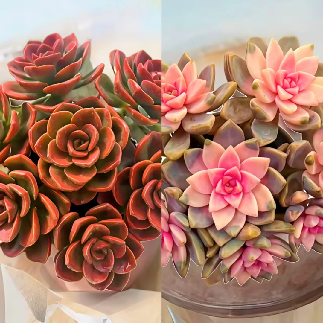 L红酒玫瑰+浪漫樱花 好养耐寒多肉活动组合 云南基地发货