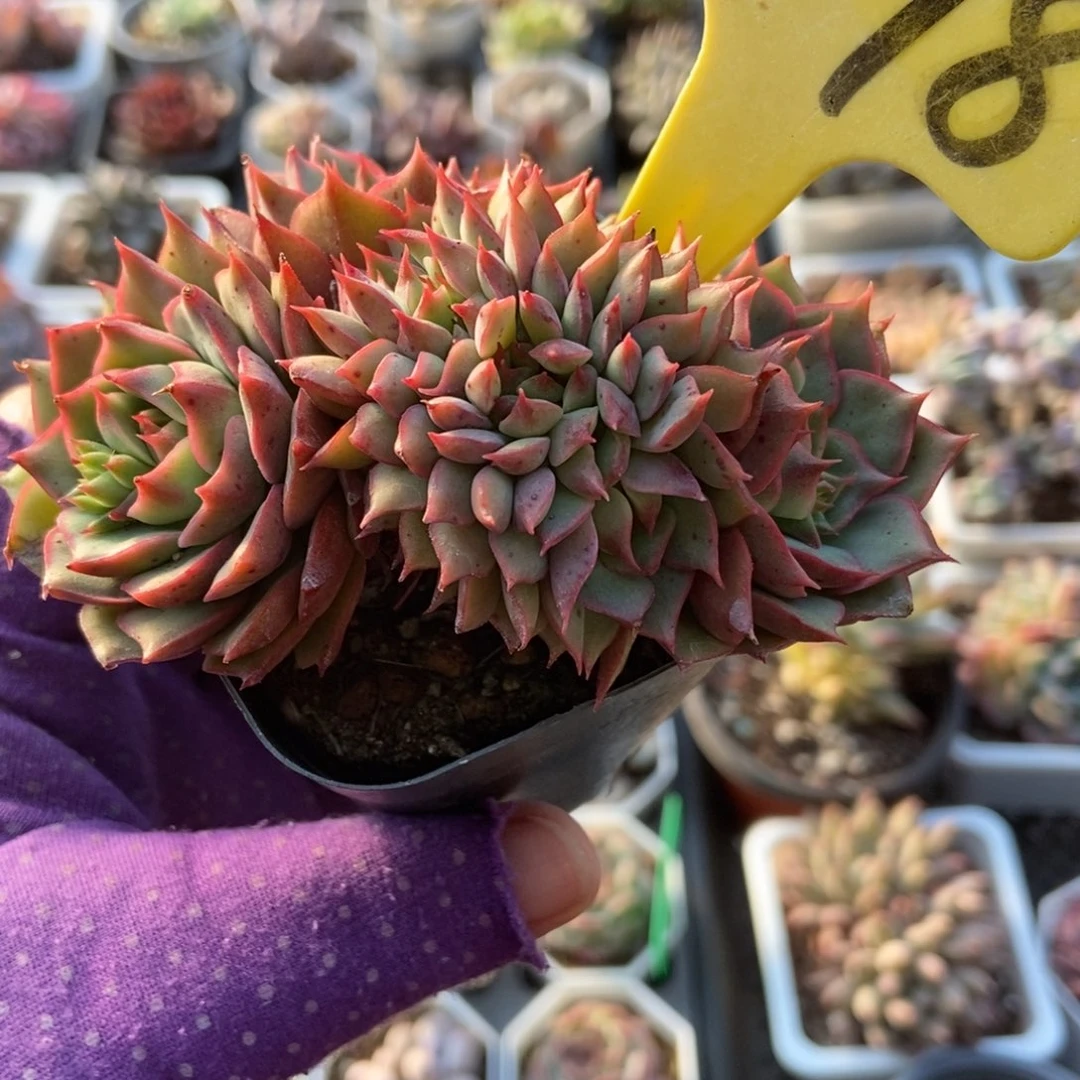 6098拿铁缀多肉植物