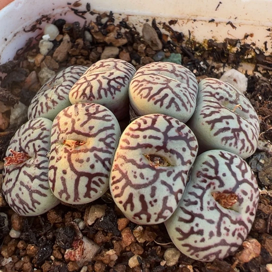 紫墨群多肉植物百科29