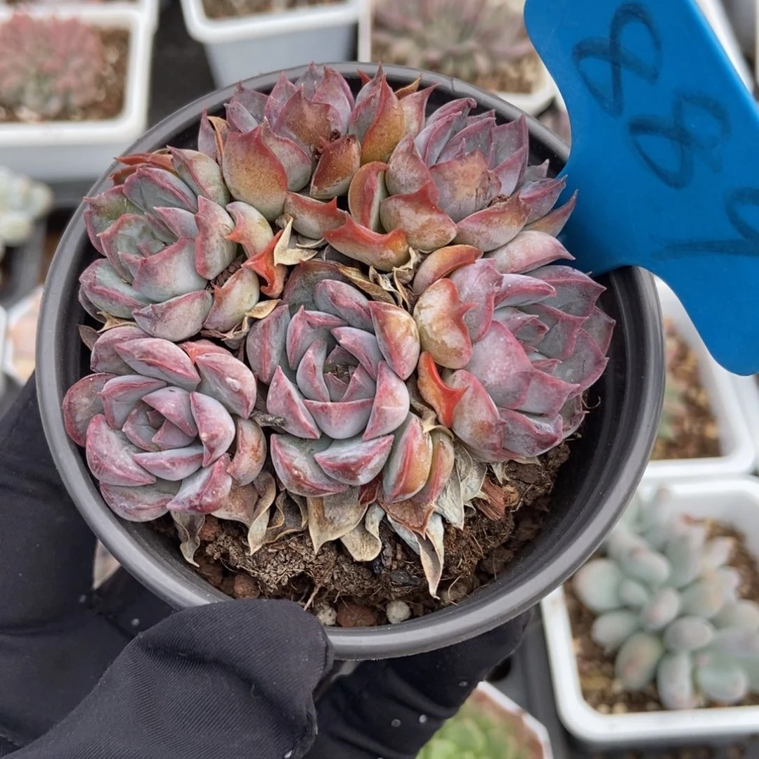 889暗冰多肉植物保护