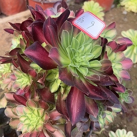 多肉植物韶华670
