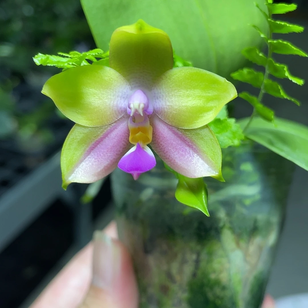 完全开放墨彩玉交麝香葡萄 213号