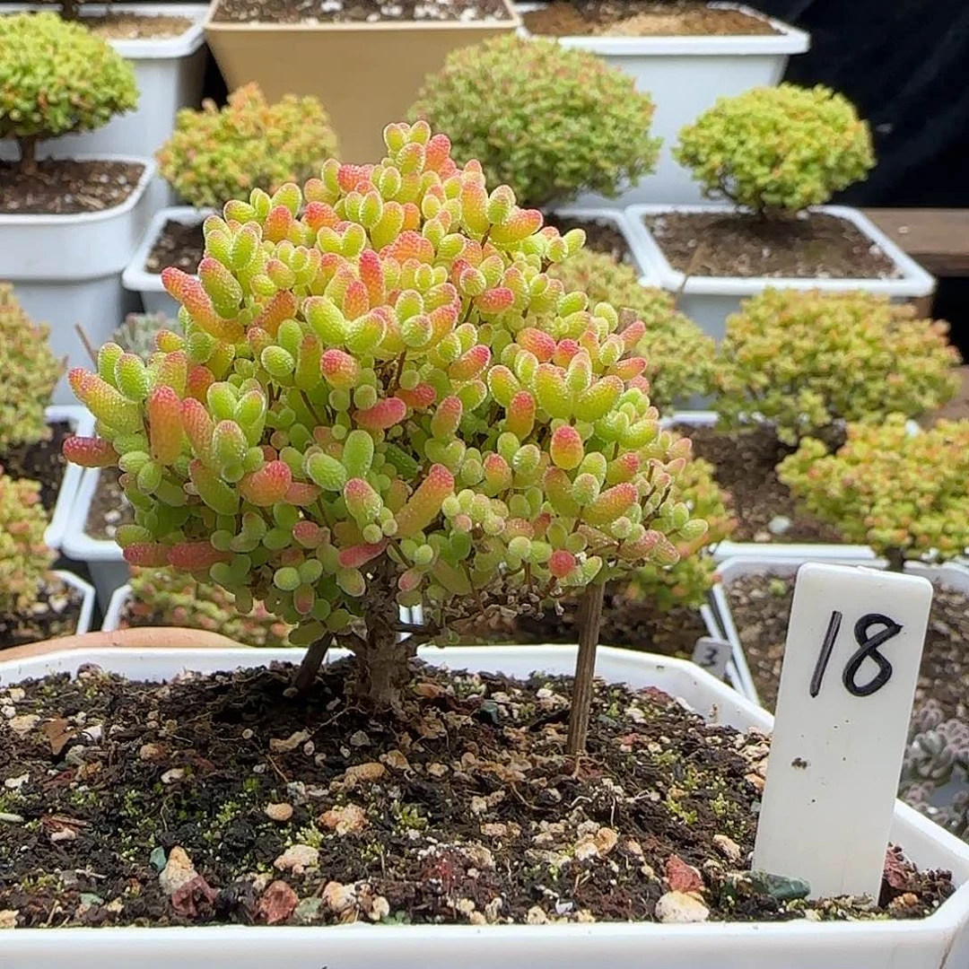 蜜橘糖球一物一拍