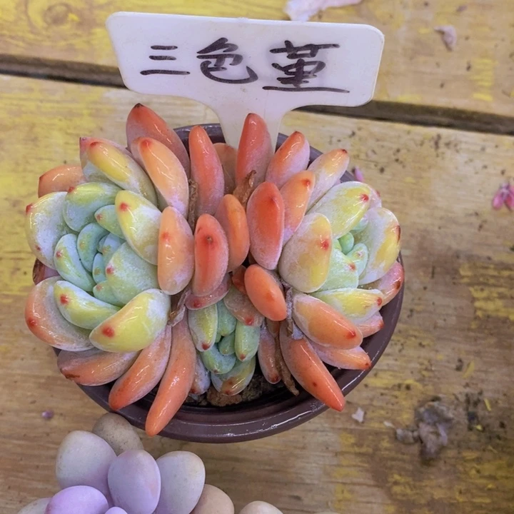 茉*颖多肉植物，开心多肉