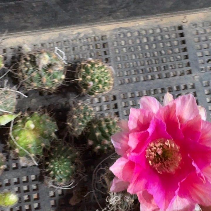 218丽花水花歪3公分左右无根侧牙，20包邮
