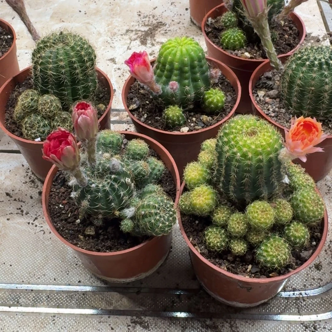 *****无花朵丽花哈哈哈哈哈哈哈