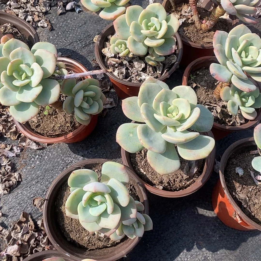 小老桩白月光4颗多肉植物