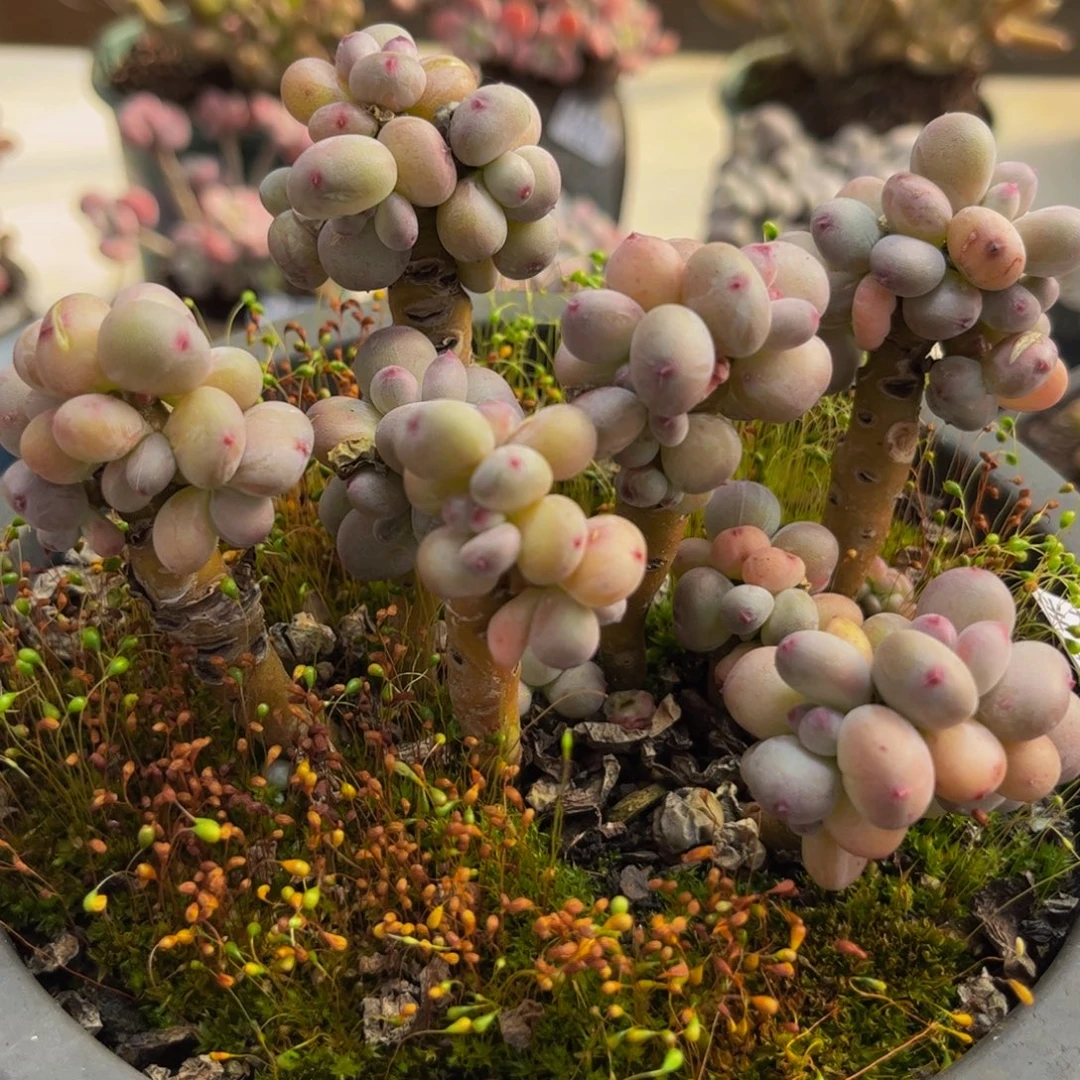 648/12cm苹果奶多肉植物