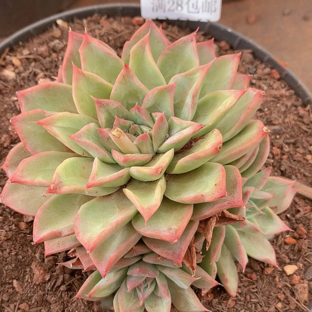 【闪购商品】云299号