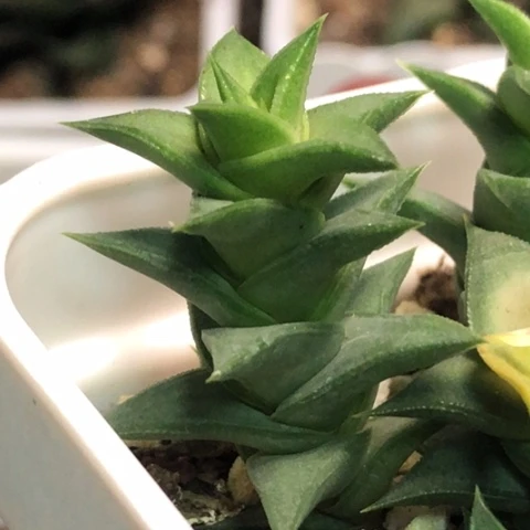 松挲掌侧牙现砍无根哈哈哈哈