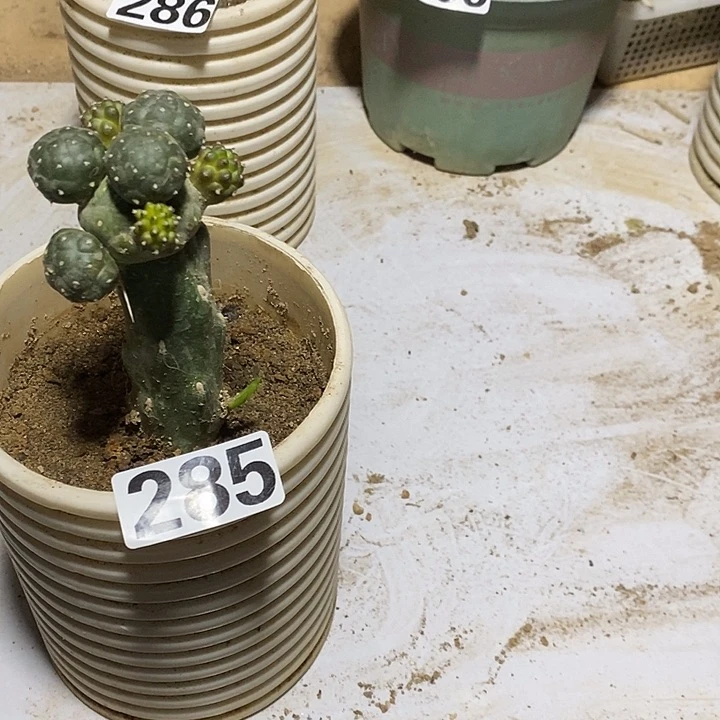 茗****上285嫁接大型足球