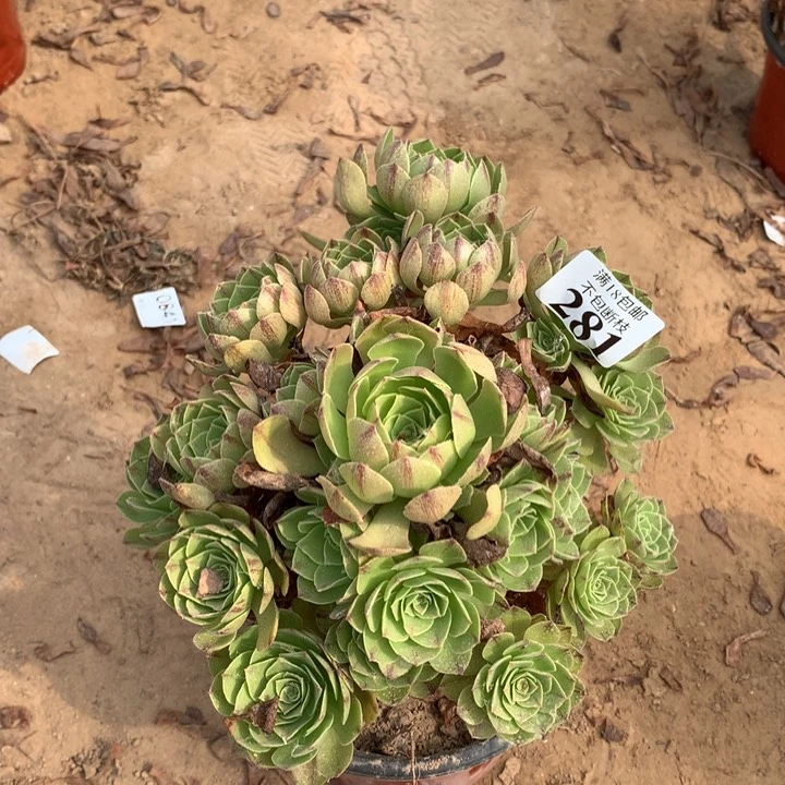 281万拉丝手捧1号棚