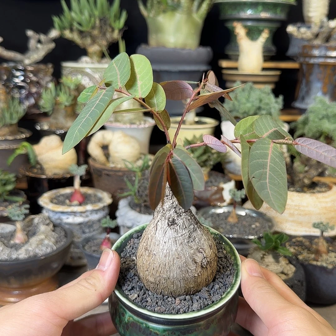 一物一拍奇异油柑29