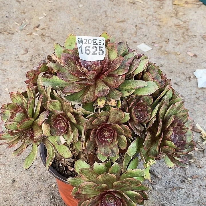 1625 一颗红丝绒法师