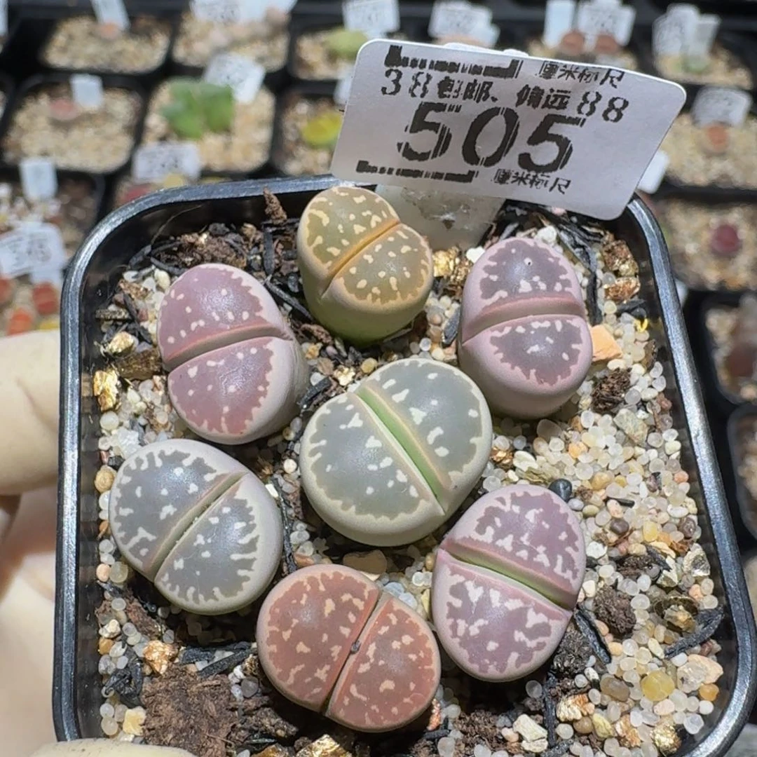 zzzz精品生石花505