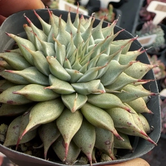 394银星多肉植物多