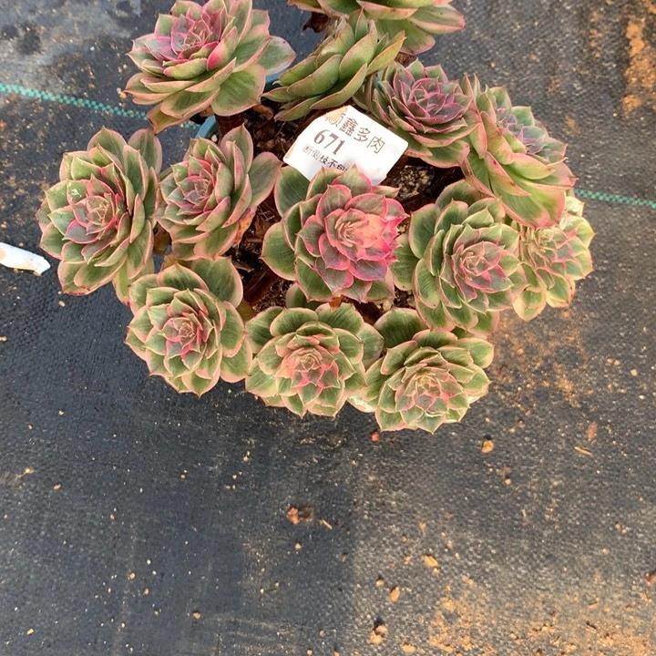 671莲花座多肉植物特价