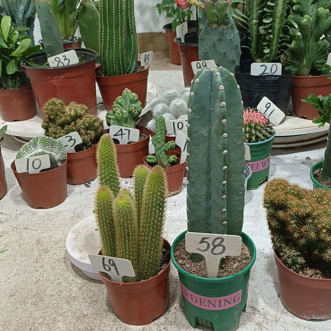 黄金条  量天尺  两盆40元