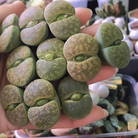 无花朵0832，2.7-3.2厘米个别老皮微瑕