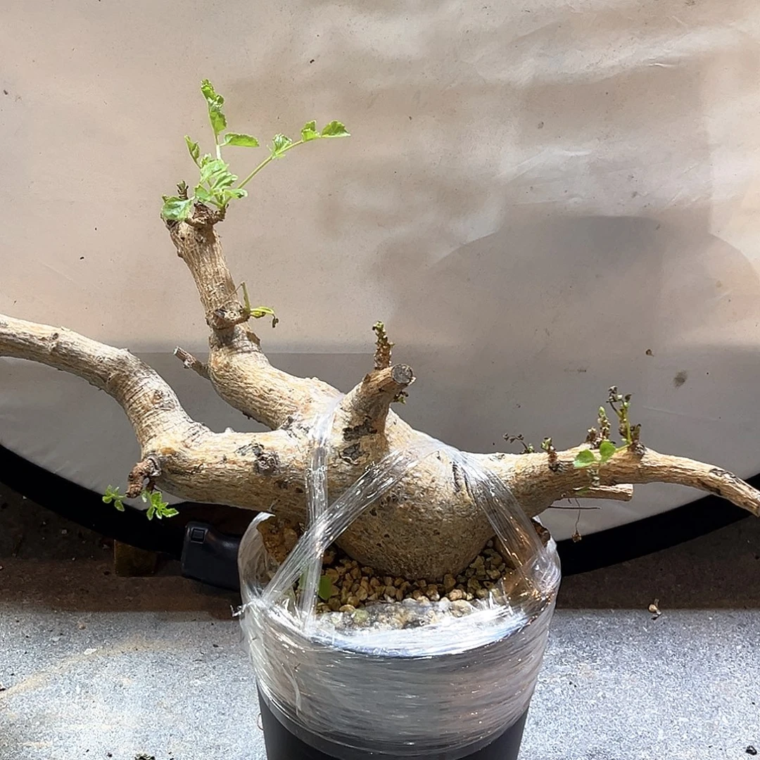 潮流植物 岩生橄榄
