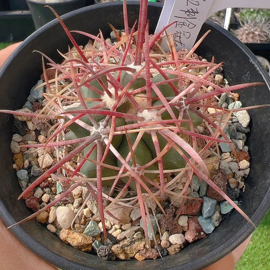 7683红刺金冠龙实生裸根发