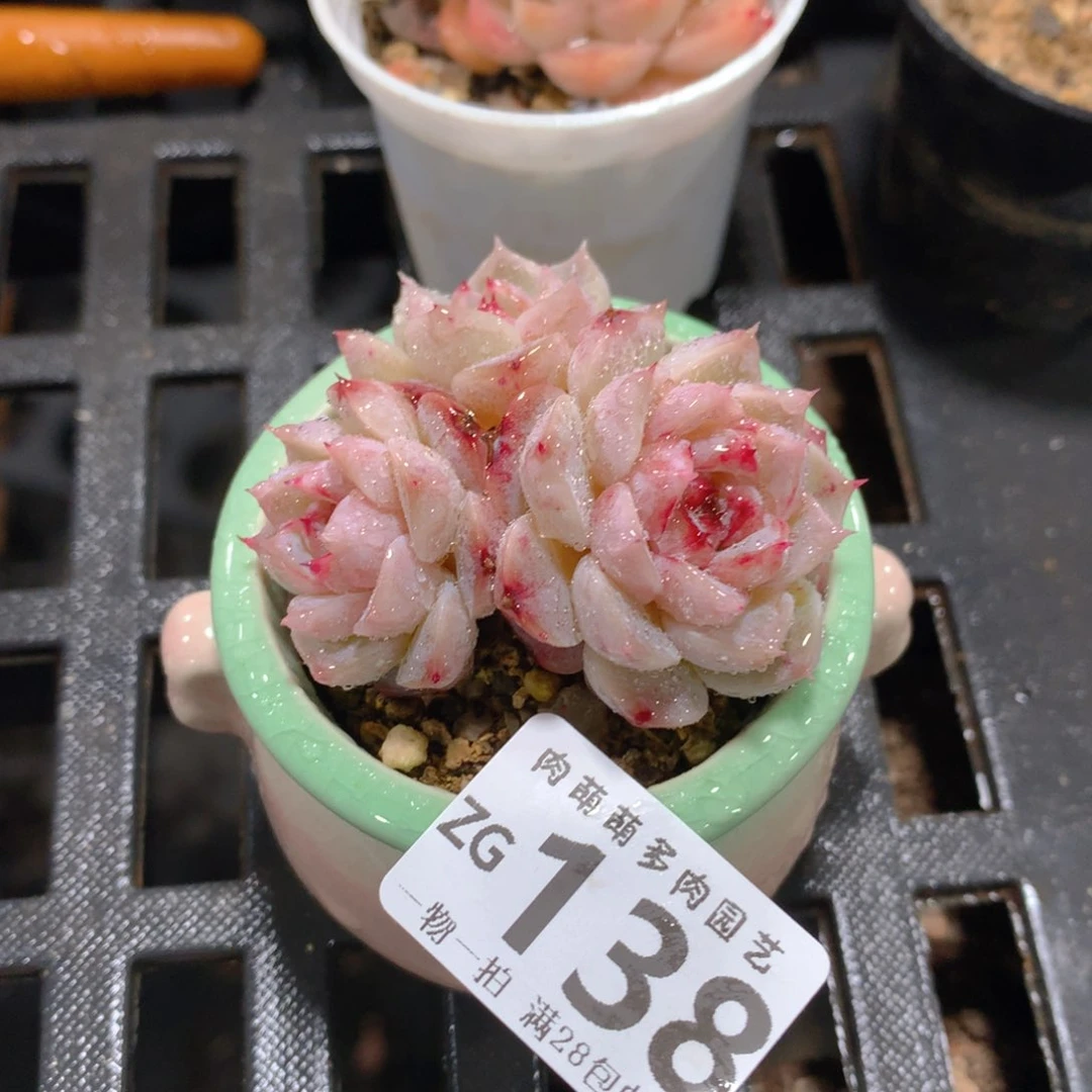 肉萌萌拇指盆精控多肉ZG138