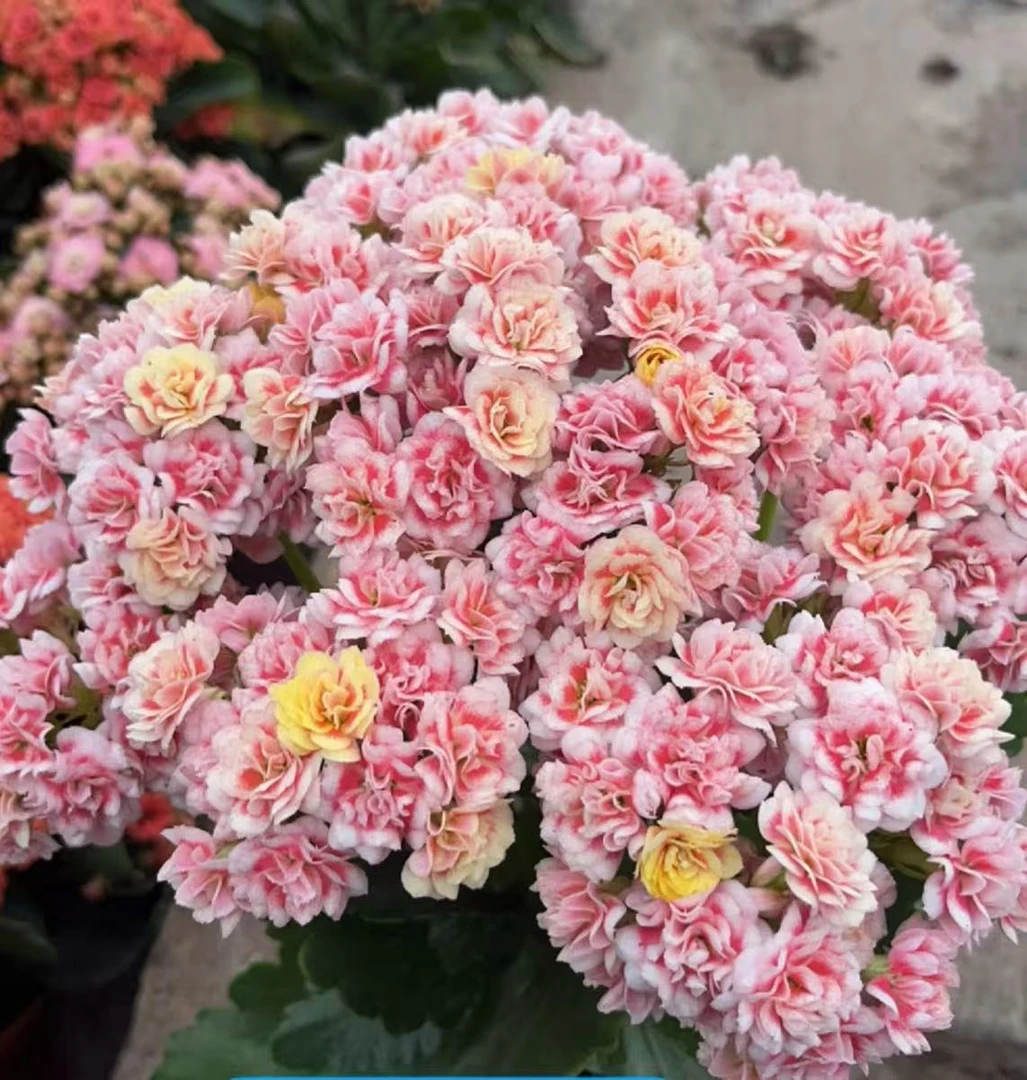 【李先生】（品种任意发）重瓣长寿花室内绿植大花盆栽四季开花植物