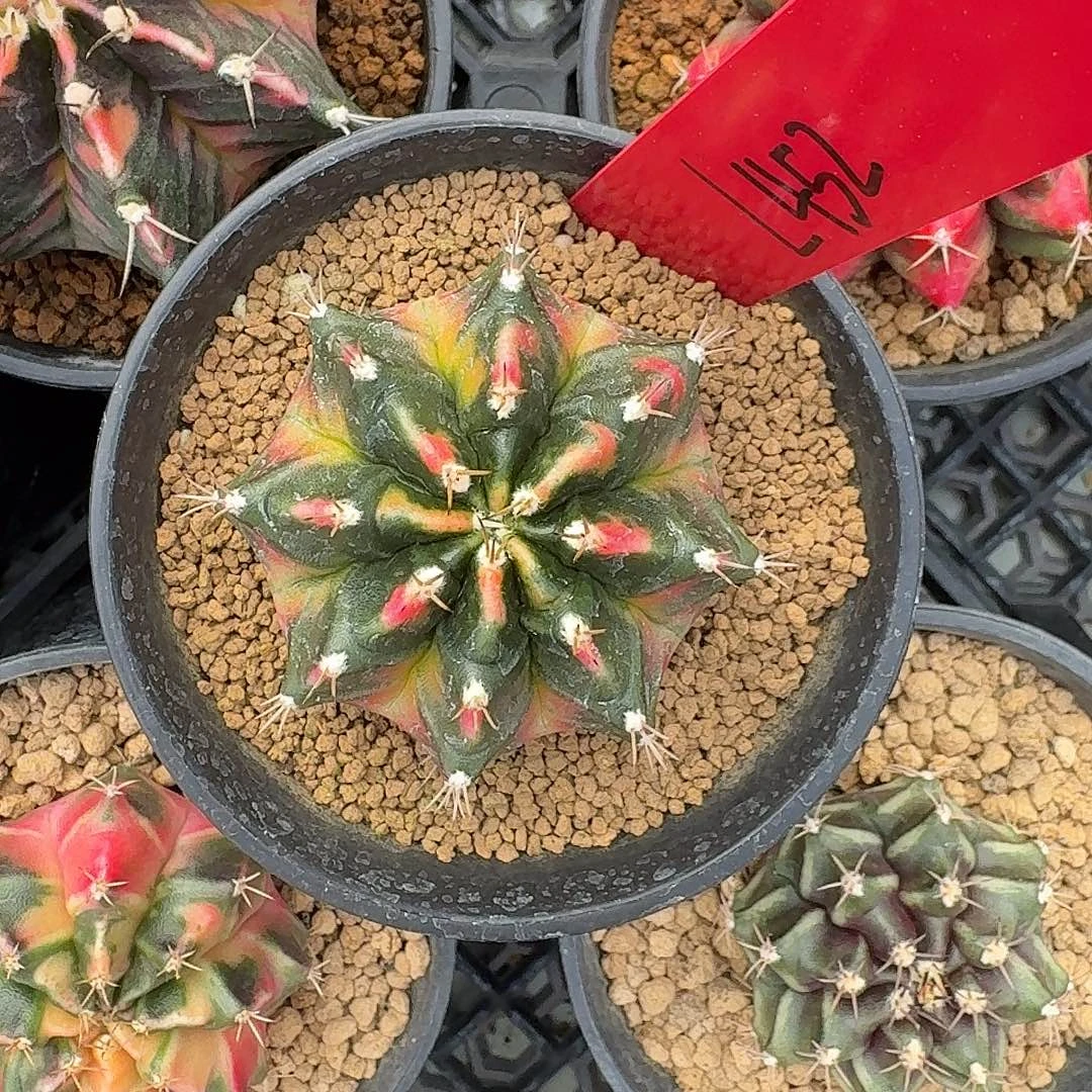 L452-1121广东发货 敦煌