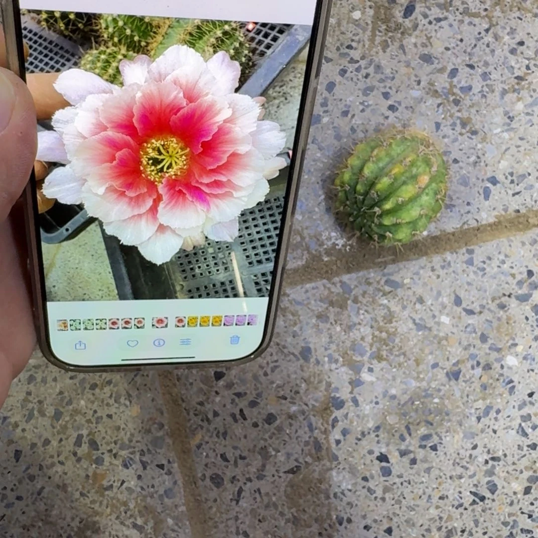 244丽花阳1歪无根侧牙3公分左右,