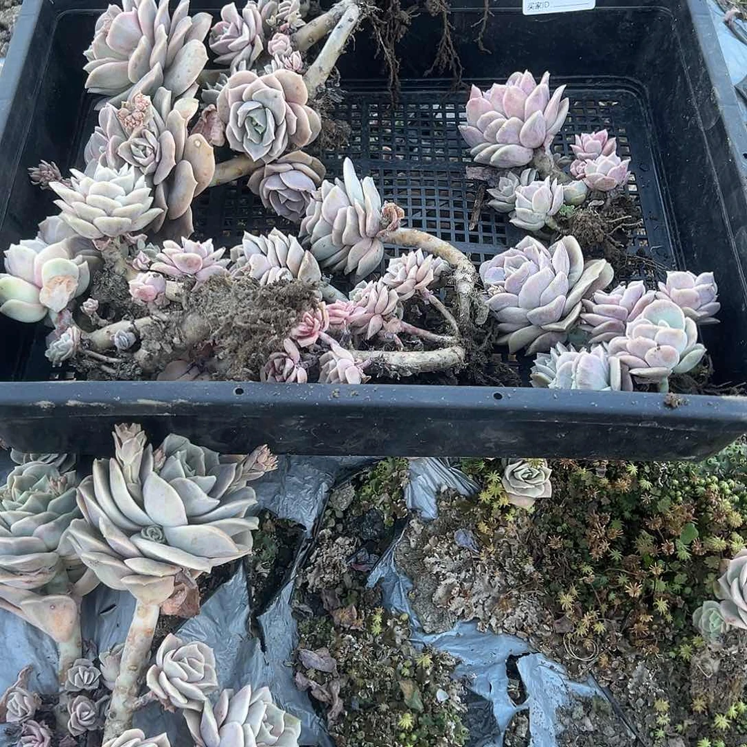 农***姐741不售后5颗