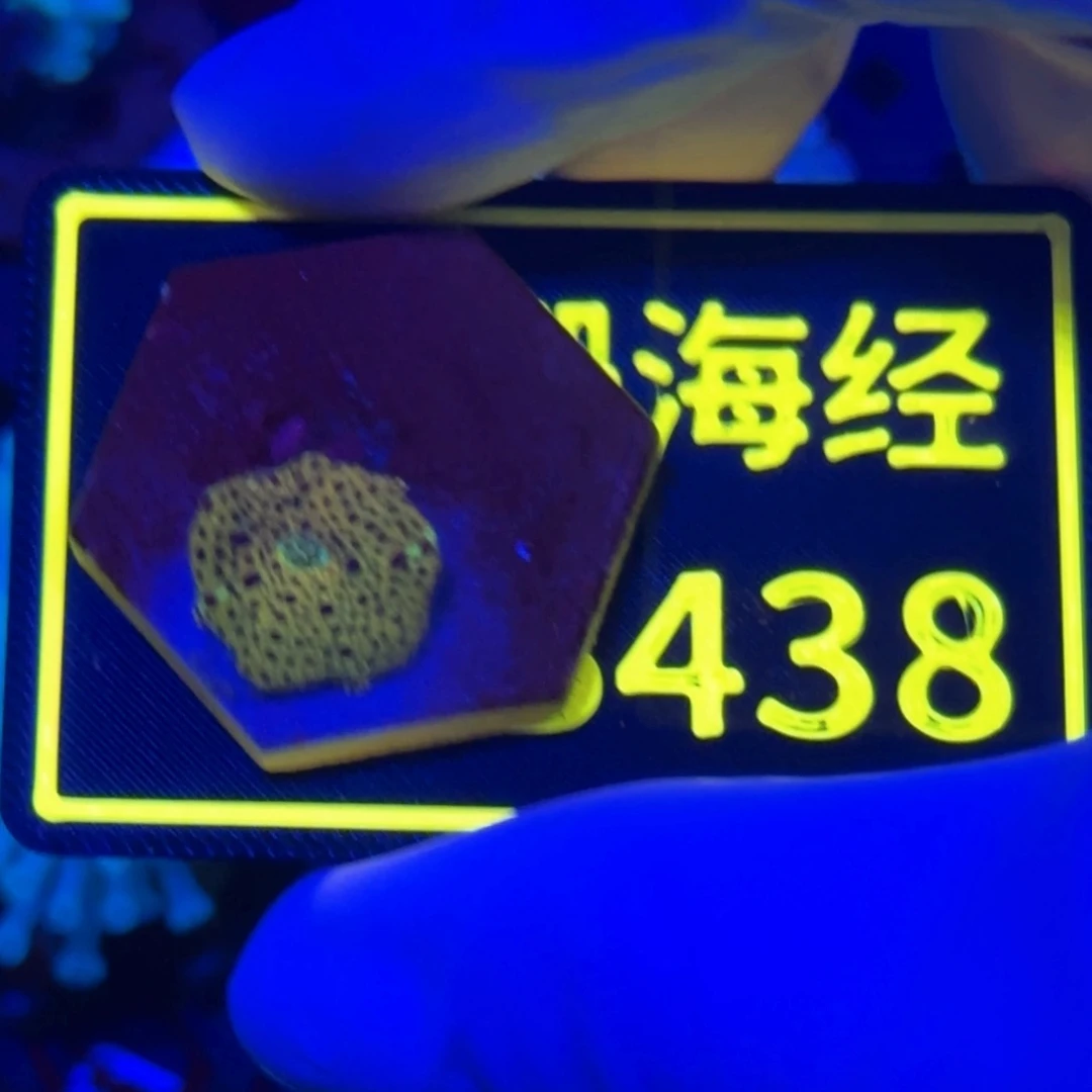 纽扣珊瑚东****?又又不包邮菇B438