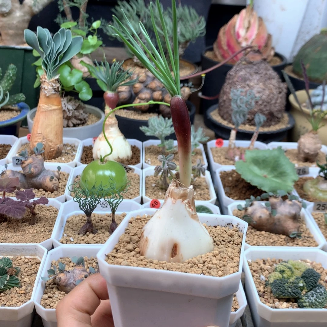 福利Gn弹簧草多肉带盆3.9