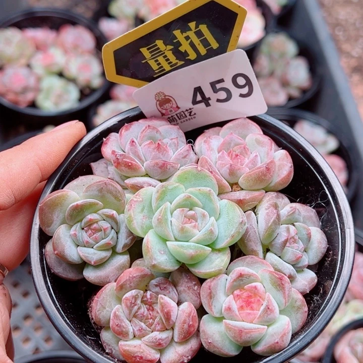 多肉植物多肉植物