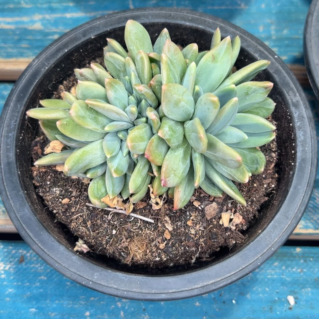 从前慢花园多肉精选编号1.3海洋之歌