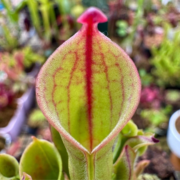 【小太阳瓶子草】食虫植物食虫植物趣味室内绿植花卉办公室盆栽好养