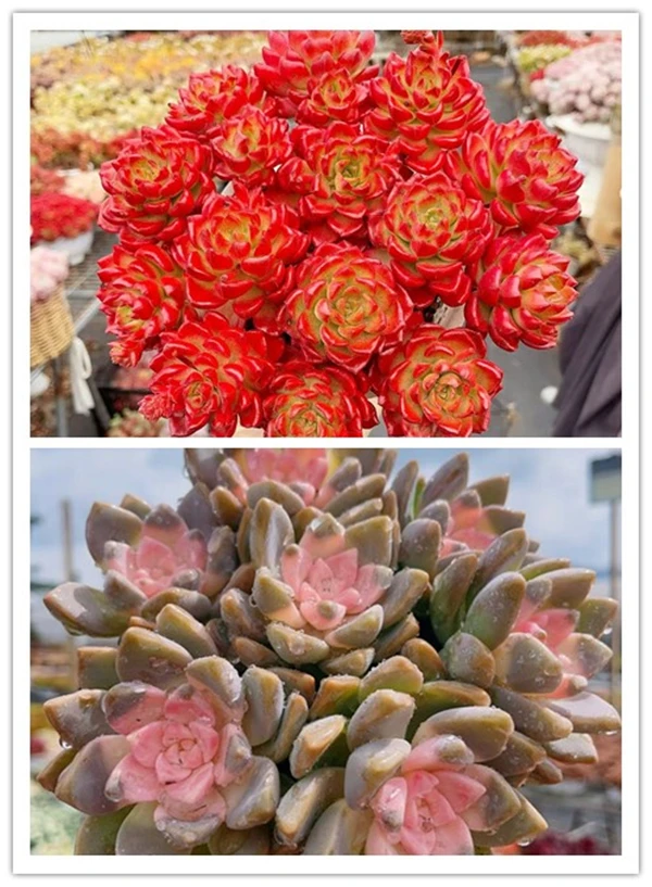 X爱马斯玫瑰+樱花 云南基地直发 绿植盆栽 带盆带土