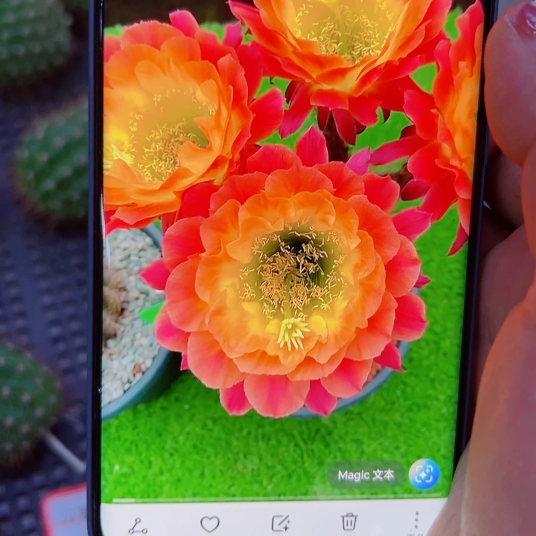 下49毛大满贯歪无根侧芽5公分左右20包邮