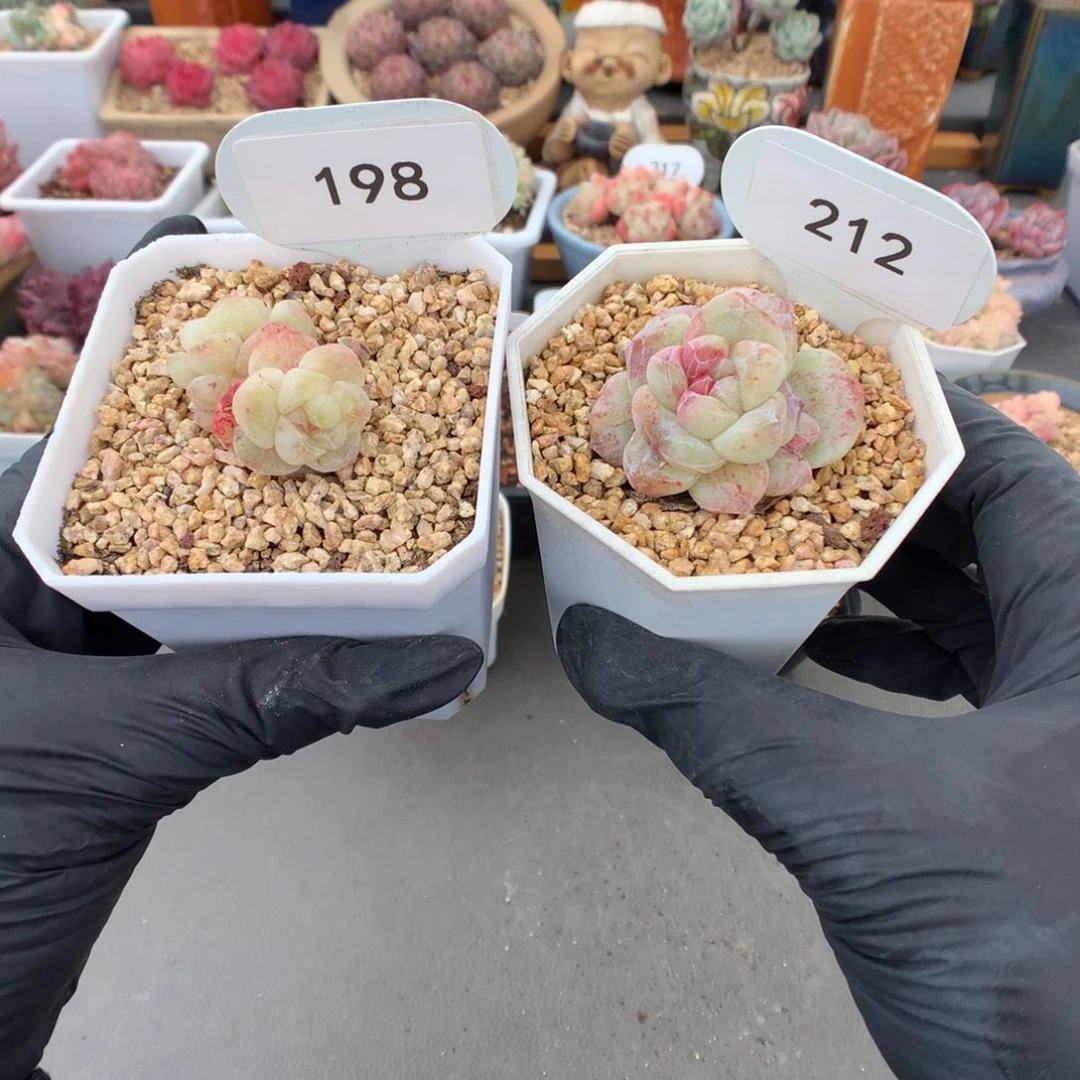 l****e198-212 冰玉石化多肉