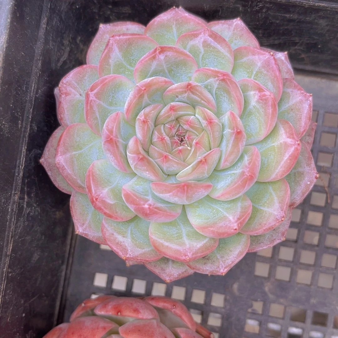 9公分暗纹99999999