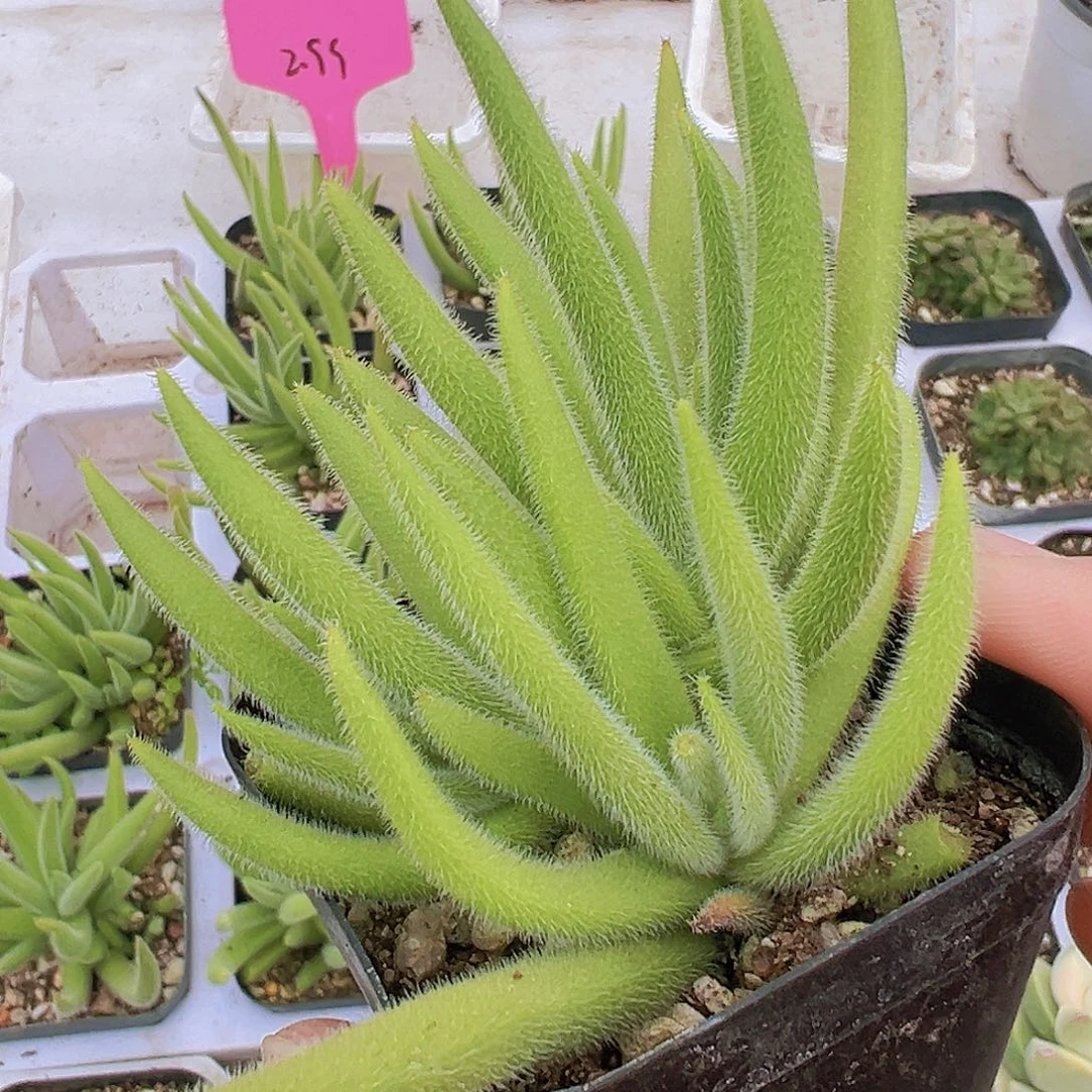 银狐拓土发货19包邮