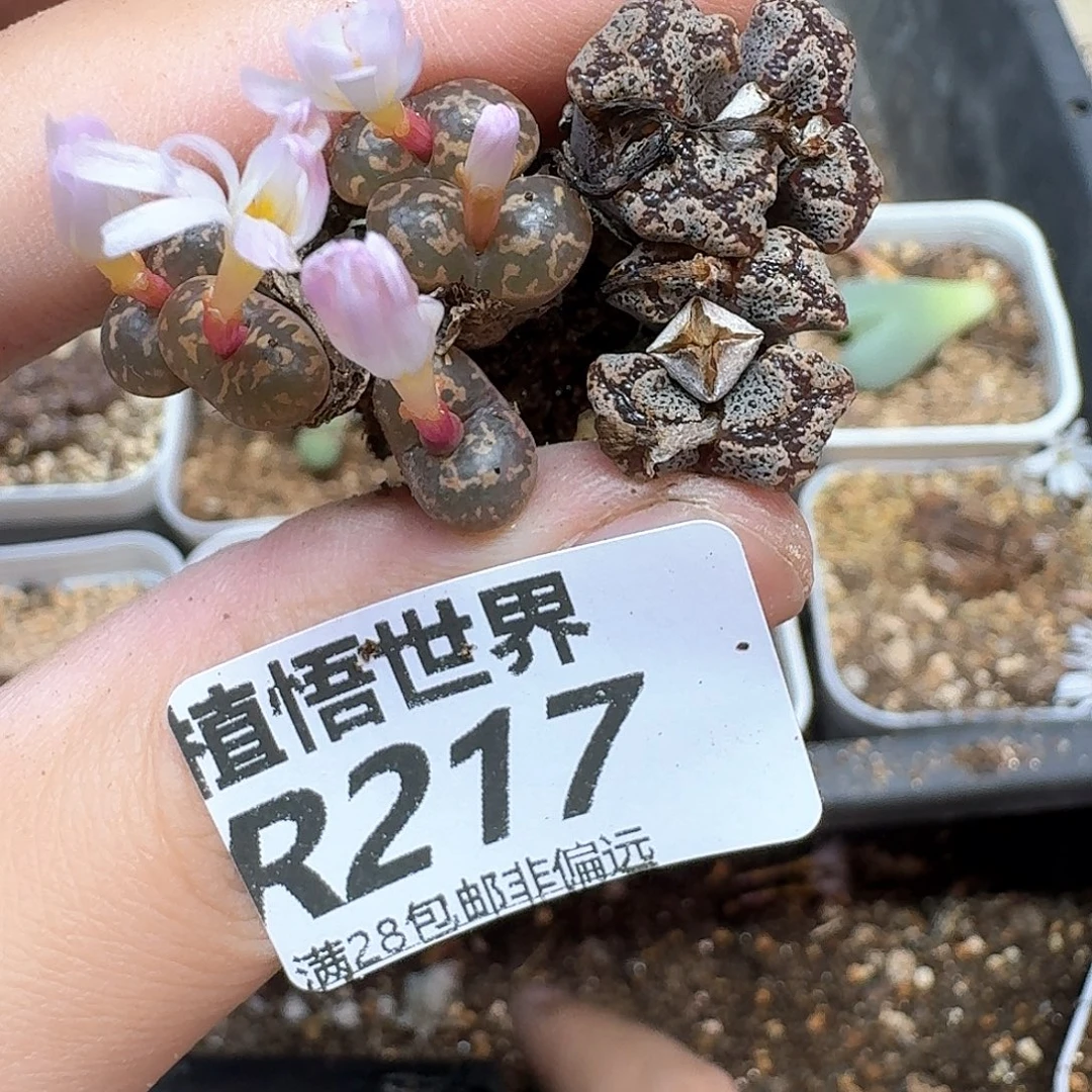 多肉植物的润泽地方