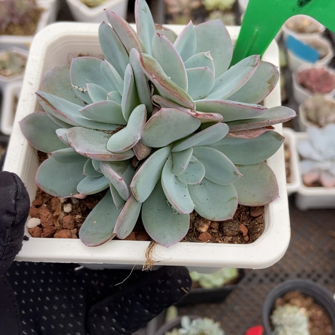 1679布鲁蓝多肉植物