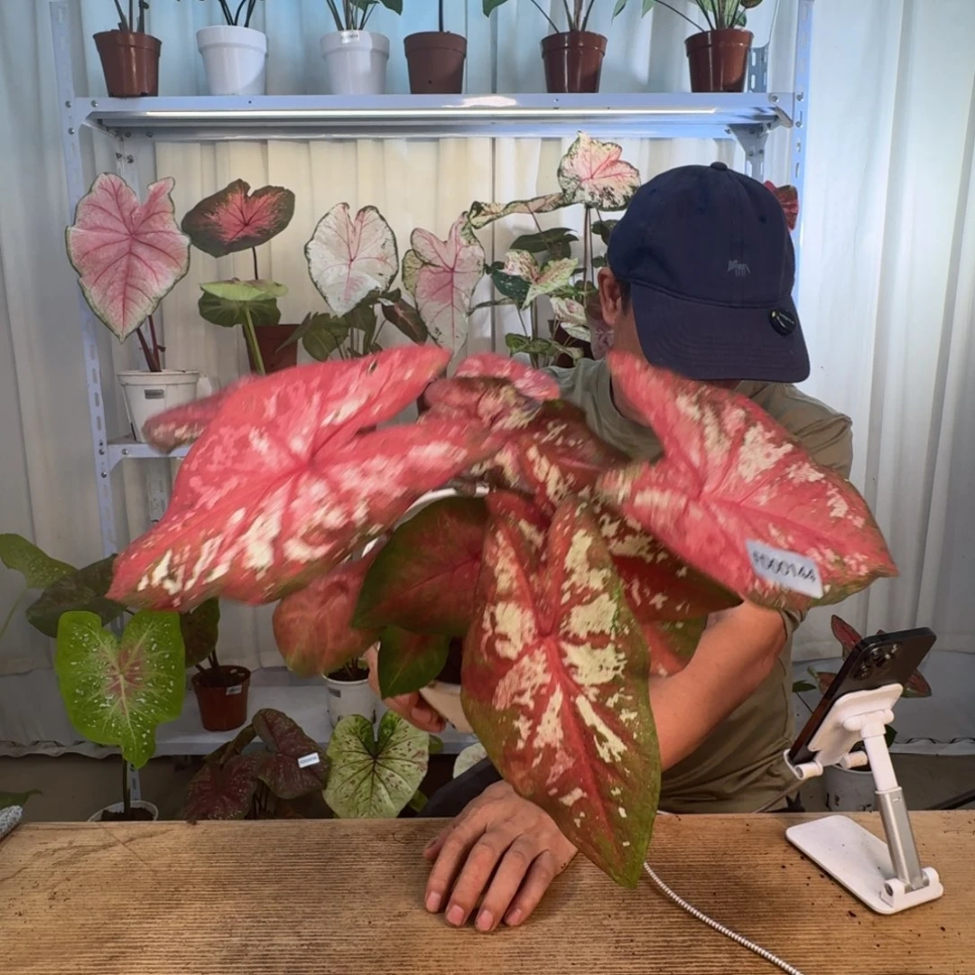 无花朵如烟    00144