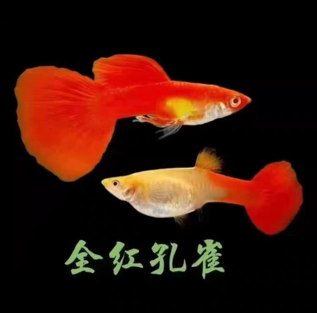 全红孔雀鱼纯种繁殖耐活小型淡水凤尾观赏鱼