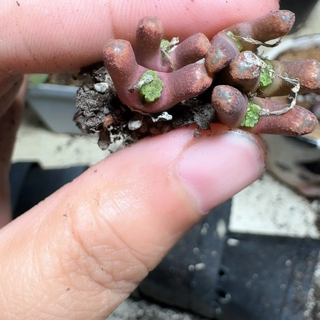 681盒多肉植物哇f g