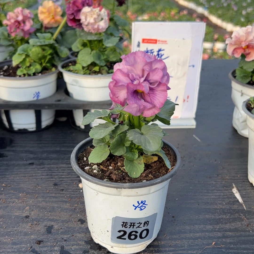 少量花朵（建议范围：2朵-5朵 或40%以下）260号