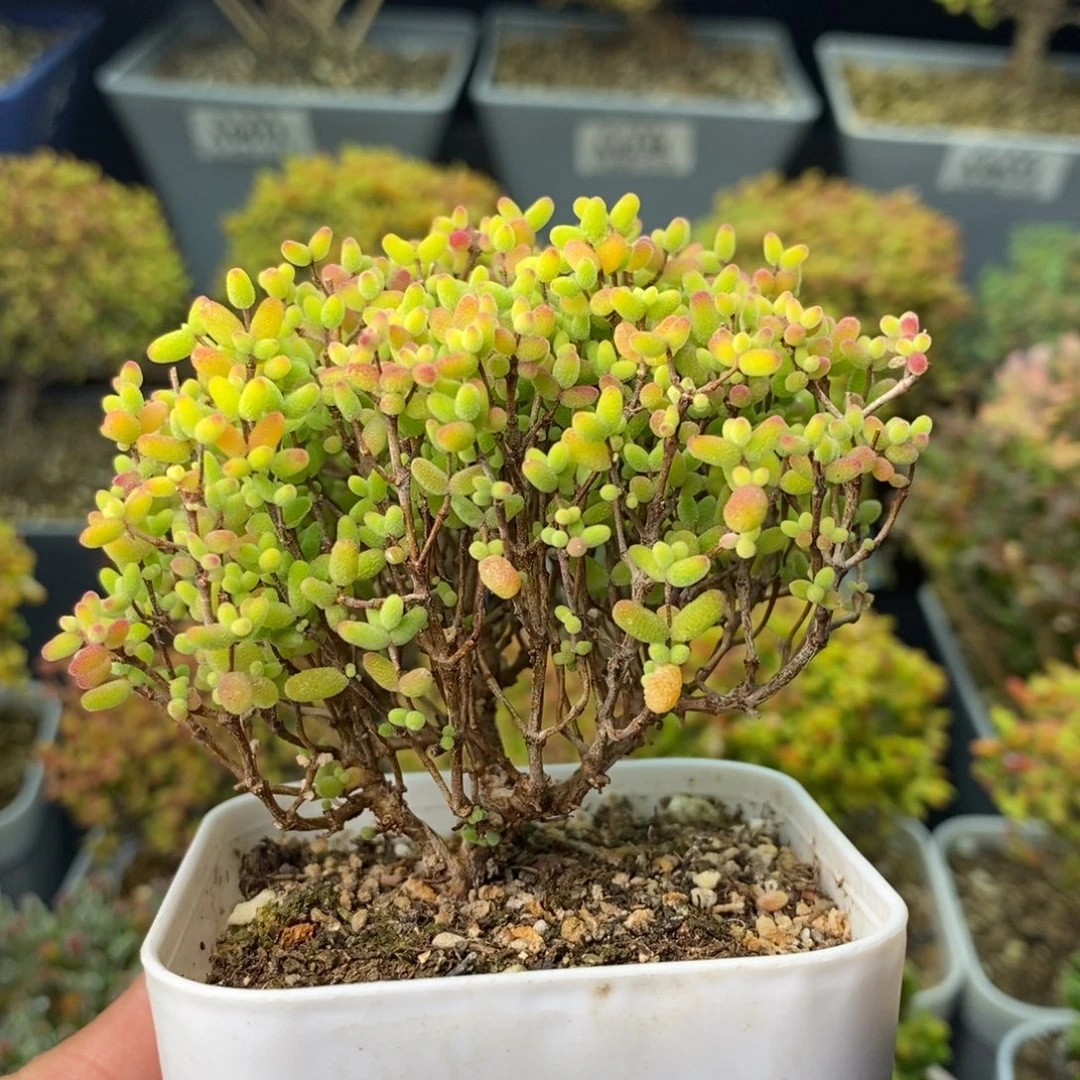 0586蜜橘糖球 。