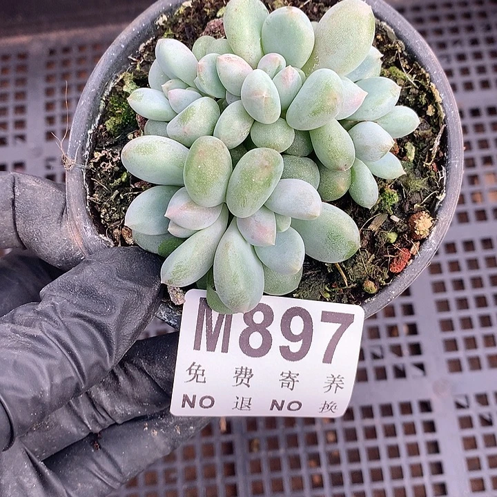 胖体哥特自然群 捡漏